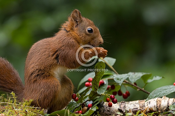 Red Squirrel