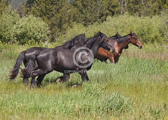 Horses Equus ferus caballus Horses Equus ferus caballus