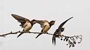 Barn Swallow Fledglings Waiting to be Fed