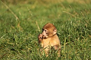 Barbary Macaque Baby