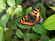 Small Tortoiseshell Butterfly (Aglais urticae)