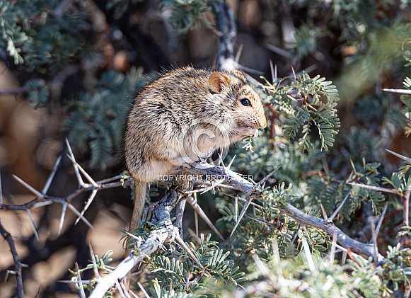 Striped Mouse