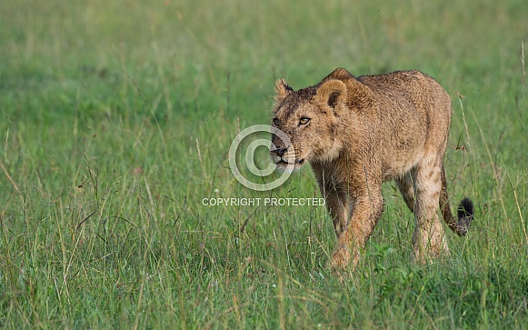 Young Lion Young Lion