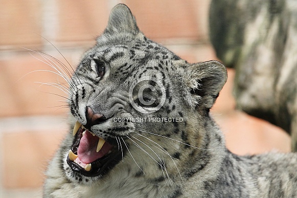 Snow Leopard