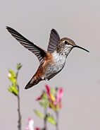 Hummingbirds--Rufous