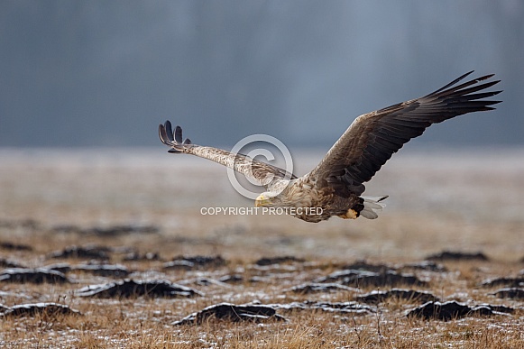White tailed eagle or European Eagle