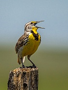 Western Meadowlark
