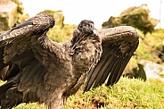 Female Andean Condor From Right Wings Part Spread
