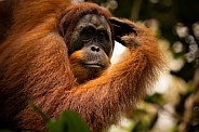 Sumatran orangutan in the jungle.