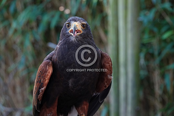 Harris's Hawk Harris's Hawk