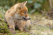 Red Fox cub in nature