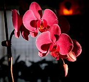 Phalaenopsis Orchid / Moth Orchid