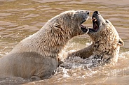Two Polar Bears Playing In The Water