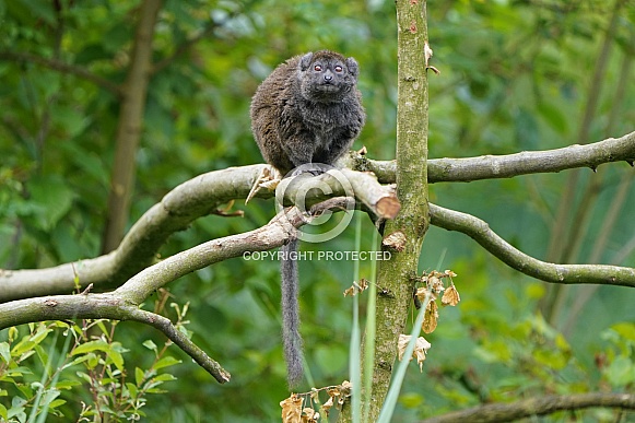 Lac Alaotra bamboo lemur