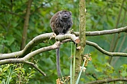 Lac Alaotra bamboo lemur
