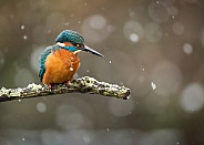 Common Kingfisher in Snow