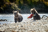 Two grizzly cubs