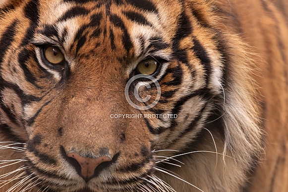 Sumatran Tiger Very Close Up