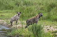 Hyenas in the Sand River