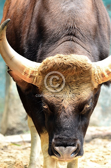 Indian Gaur