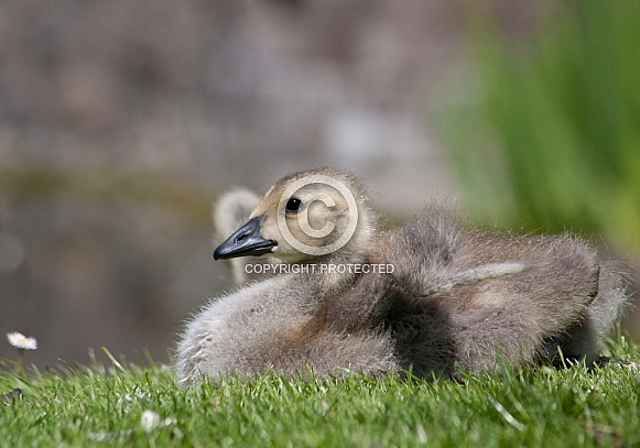 Canada geese, gosling Canada geese, gosling