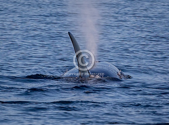 Orca Killer Whales Orca Killer Whales