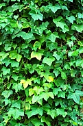 Close up of ivy growing on a tree trunk