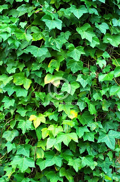 Close up of ivy growing on a tree trunk