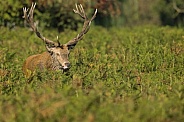 Red deer stag