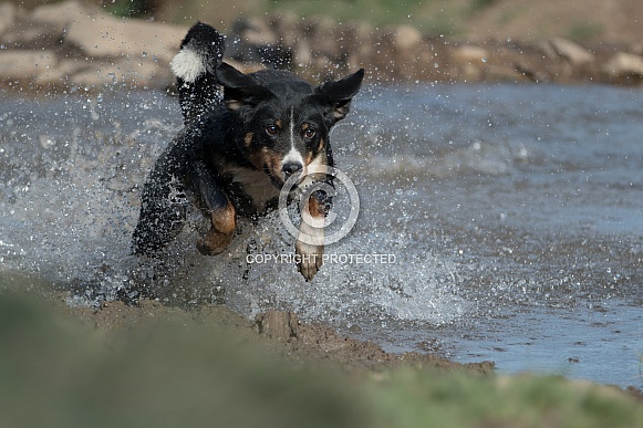 Appenzeller Sennenhund