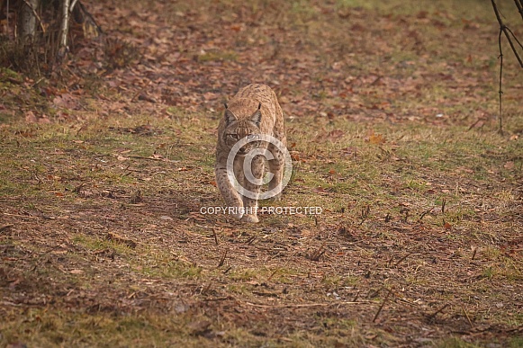 Eurasian lynx in the nature habitat. Beautiful and charismatic animal. Wild Europe. European wildlife. Animals in european forests. Lynx lynx.