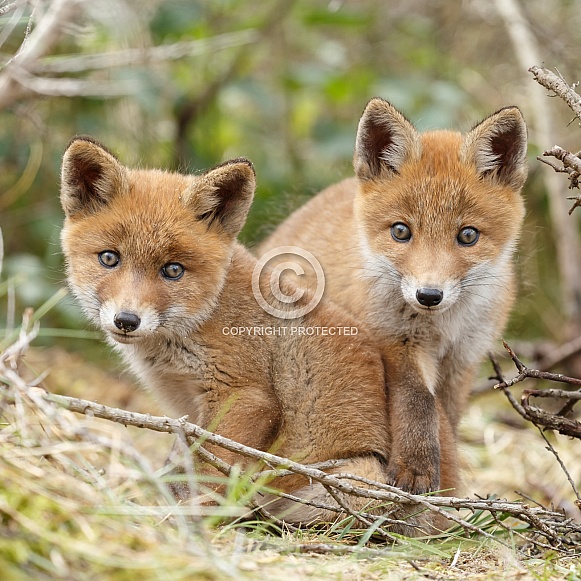 Red fox cubs