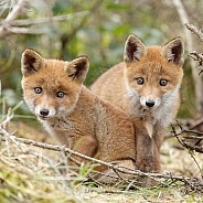 Red fox cubs