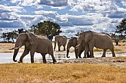 African Elephants - Botswana