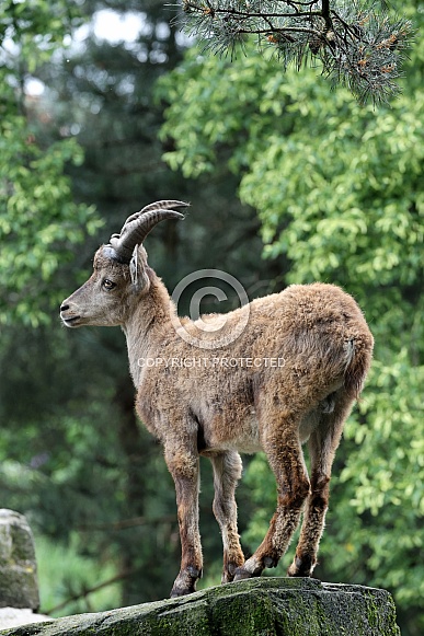 The Alpine ibex (Capra ibex)