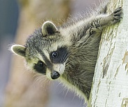 Raccoons