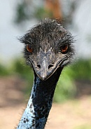 Emu portrait