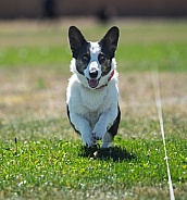 Close up of a corgi dog chasing a lure