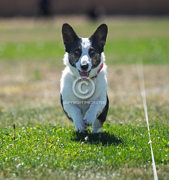 Close up of a corgi dog chasing a lure