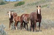 Wild Horse (Equus caballus)