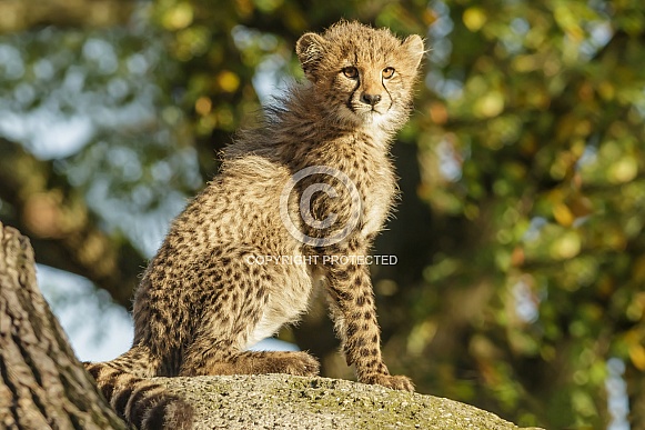 Cheetah cub