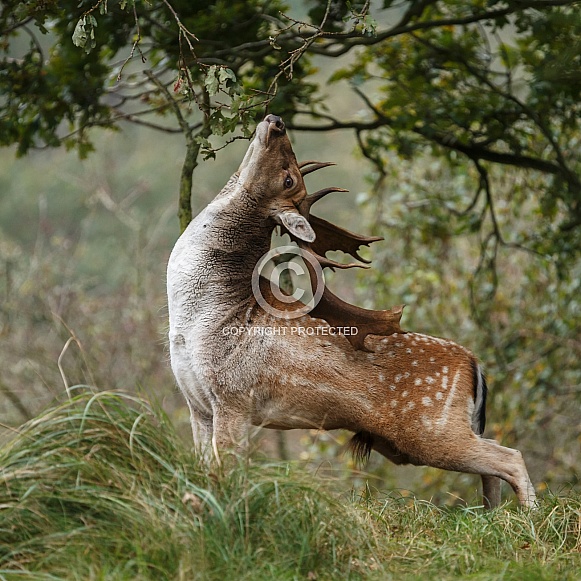 Fallow deer