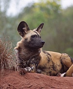 African Wild Dog