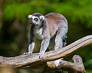 Catta Lemur