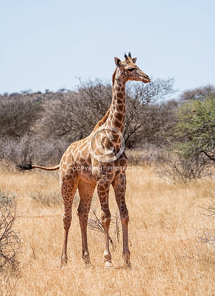 Giraffe