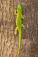 Madagascar Day Gecko
