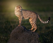 Cheetah on a rock at sunset