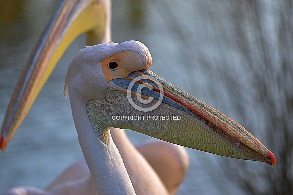 Eastern White Pelican Close-up Eastern White Pelican Close-up