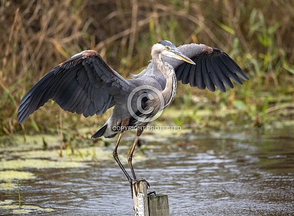 Blue heron landing on a post in the water