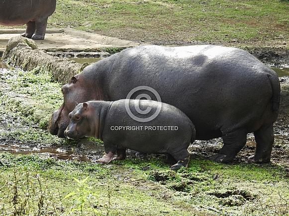 Hippopotamus